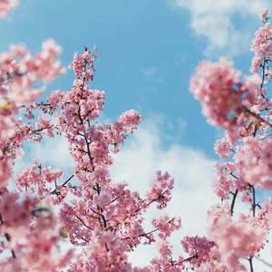 Z〇Z〇女人另类Z〇Z〇豆奶
